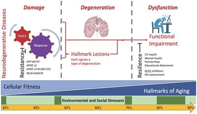 Understanding the molecular basis of resilience to Alzheimer’s disease